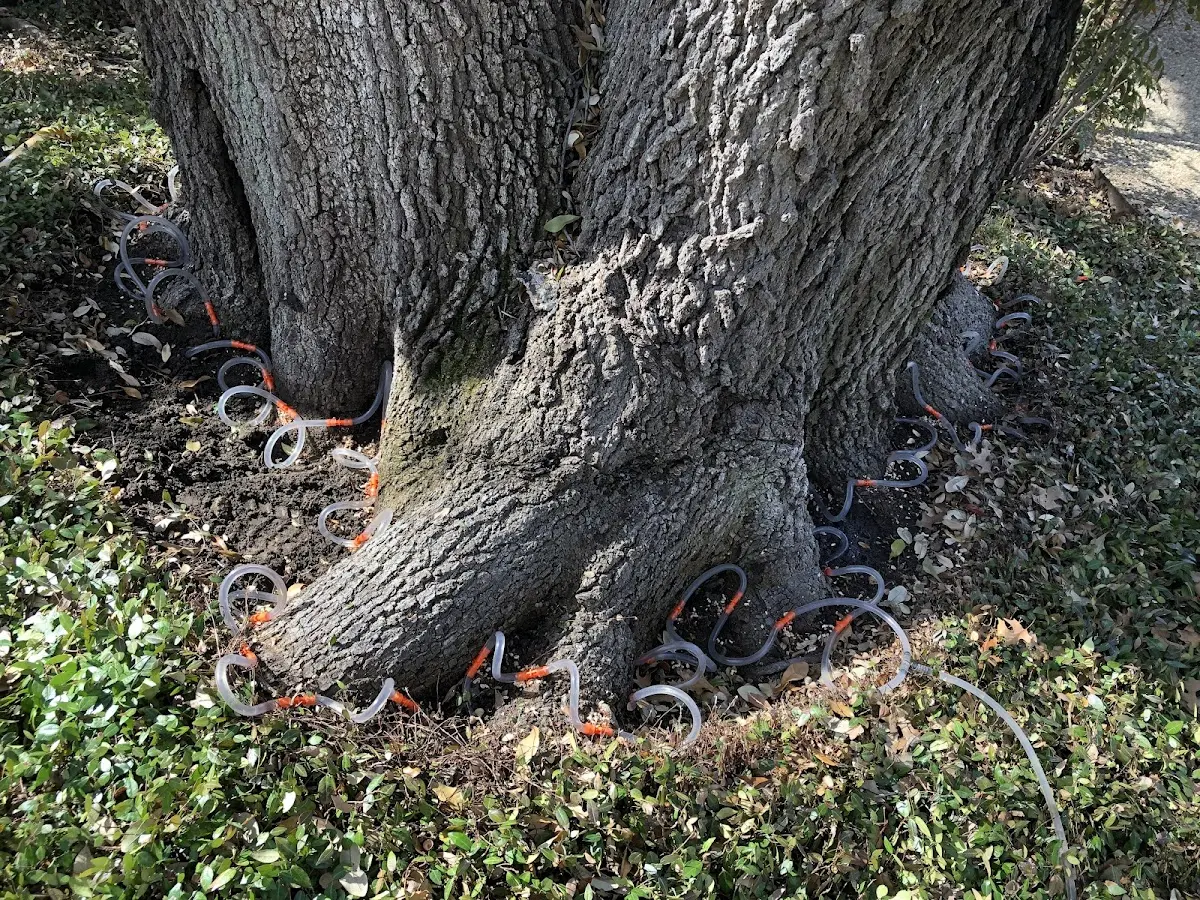 Detailed Tree Cabling and Bracing job site in Bernville